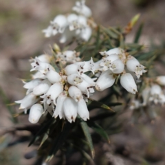 Lissanthe strigosa subsp. subulata (Peach Heath) at Cowra, NSW - 29 Aug 2024 by RobG1