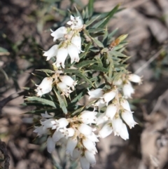 Lissanthe strigosa subsp. subulata at Cowra, NSW - 29 Aug 2024 11:32 AM