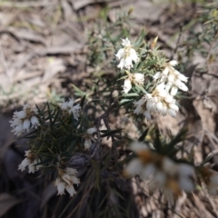 Lissanthe strigosa subsp. subulata at Cowra, NSW - 29 Aug 2024