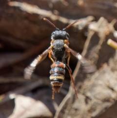 Cerceris sp. (genus) (Unidentified Cerceris wasp) at Pialligo, ACT - 31 Aug 2024 by RomanSoroka