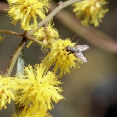 Unidentified True fly (Diptera) at Wodonga, VIC - 30 Aug 2024 by KylieWaldon