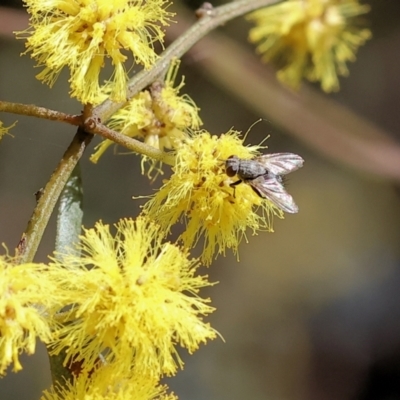 Unidentified True fly (Diptera) at Wodonga, VIC - 30 Aug 2024 by KylieWaldon