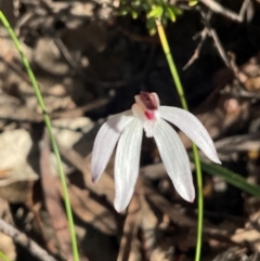 Caladenia fuscata (Dusky Fingers) at Aranda, ACT - 1 Sep 2024 by Jennybach