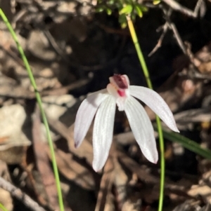 Caladenia fuscata at Aranda, ACT - suppressed