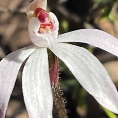 Caladenia fuscata at Aranda, ACT - suppressed