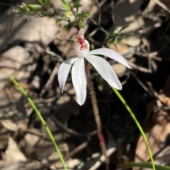 Caladenia fuscata at Aranda, ACT - 1 Sep 2024