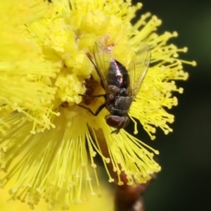 Diptera (order) at Wodonga, VIC - 30 Aug 2024 11:24 AM