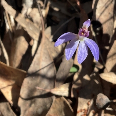 Cyanicula caerulea (Blue Fingers, Blue Fairies) at Aranda, ACT - 1 Sep 2024 by Jennybach