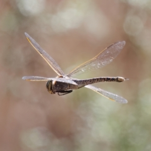 Anax papuensis at Pialligo, ACT - 1 Sep 2024