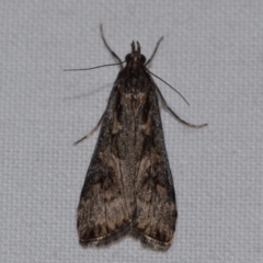 Nomophila corticalis (A Crambid moth (Spilomelinae) at Jerrabomberra, NSW - 31 Aug 2024 by DianneClarke