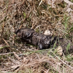 Tiliqua rugosa (Shingleback Lizard) at Pialligo, ACT - 1 Sep 2024 by RomanSoroka