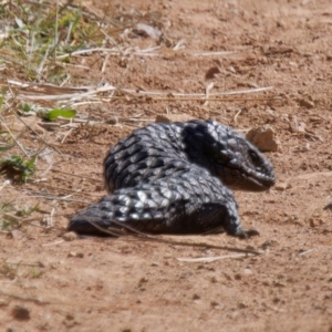 Tiliqua rugosa at Pialligo, ACT - 1 Sep 2024