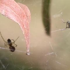 Unidentified Spider (Araneae) at Wodonga, VIC - 30 Aug 2024 by KylieWaldon