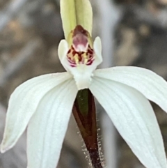 Caladenia fuscata (Dusky Fingers) at Aranda, ACT - 1 Sep 2024 by Jennybach