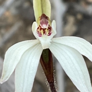 Caladenia fuscata at Aranda, ACT - 1 Sep 2024