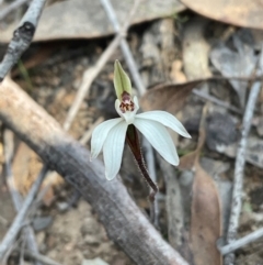 Caladenia fuscata at Aranda, ACT - 1 Sep 2024