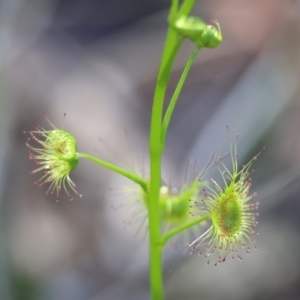 Drosera sp. at Wodonga, VIC - 30 Aug 2024