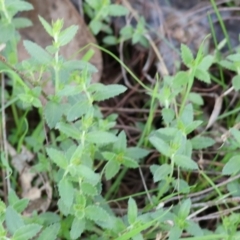 Gonocarpus tetragynus (Common Raspwort) at Wodonga, VIC - 30 Aug 2024 by KylieWaldon