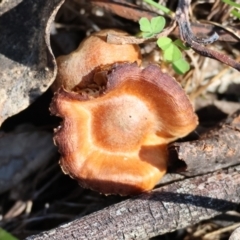 Unverified Fungus at Wodonga, VIC - 30 Aug 2024 by KylieWaldon