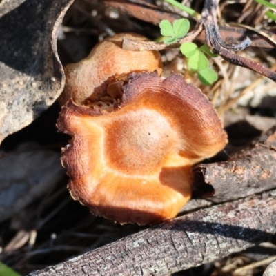 Unidentified Fungus at Wodonga, VIC - 30 Aug 2024 by KylieWaldon