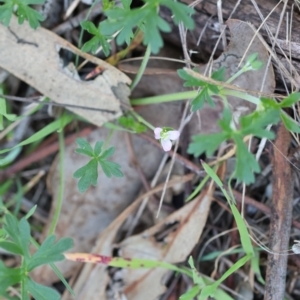 Geranium sp. at Wodonga, VIC - 30 Aug 2024 11:47 AM