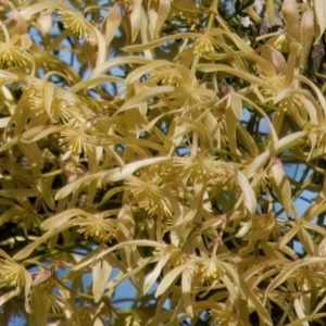 Clematis leptophylla at Pialligo, ACT - 1 Sep 2024