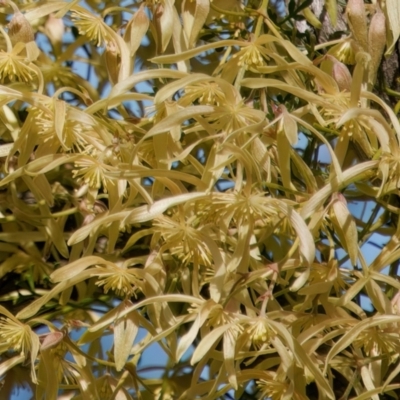 Clematis leptophylla (Small-leaf Clematis, Old Man's Beard) at Pialligo, ACT - 1 Sep 2024 by RomanSoroka