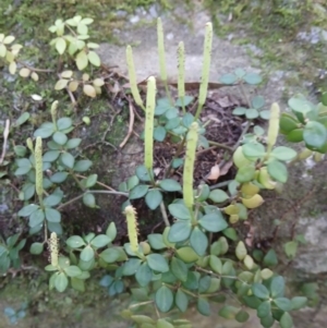 Peperomia tetraphylla at Curramore, NSW - 1 Sep 2024 10:35 AM