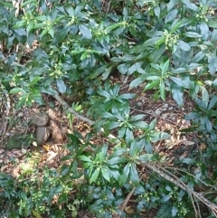 Tasmannia insipida (Brush Pepperbush, Dorrigo Pepper) at Jamberoo, NSW - 1 Sep 2024 by plants