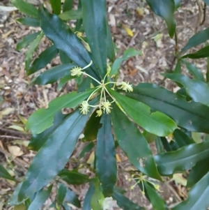 Tasmannia insipida at Jamberoo, NSW - 1 Sep 2024 10:41 AM