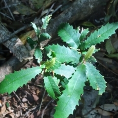 Helicia glabriflora (Smooth Helicia) at Jamberoo, NSW - 1 Sep 2024 by plants