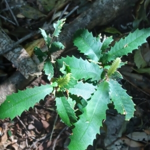 Helicia glabriflora at Jamberoo, NSW - 1 Sep 2024