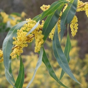 Acacia rubida at West Wodonga, VIC - 31 Aug 2024 10:25 AM