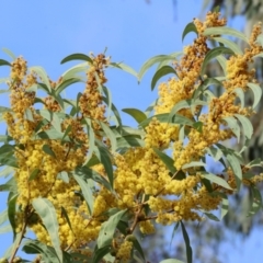 Acacia rubida at West Wodonga, VIC - 31 Aug 2024 10:25 AM