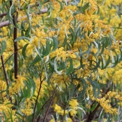 Acacia rubida at West Wodonga, VIC - 31 Aug 2024 10:25 AM