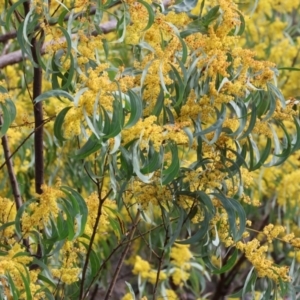 Acacia rubida at West Wodonga, VIC - 31 Aug 2024 10:25 AM