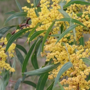 Acacia rubida at West Wodonga, VIC - 31 Aug 2024 10:25 AM