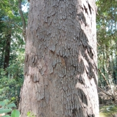 Eucalyptus quadrangulata at Jamberoo, NSW - 1 Sep 2024 11:11 AM