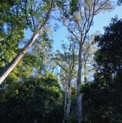 Eucalyptus quadrangulata at Jamberoo, NSW - 1 Sep 2024 11:11 AM