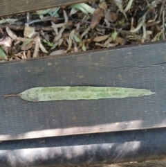 Eucalyptus quadrangulata at Jamberoo, NSW - 1 Sep 2024 11:11 AM