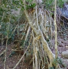 Ficus obliqua (Small-leaved Fig) at Jamberoo, NSW - 1 Sep 2024 by plants