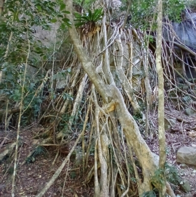 Ficus obliqua (Small-leaved Fig) at Jamberoo, NSW - 1 Sep 2024 by plants