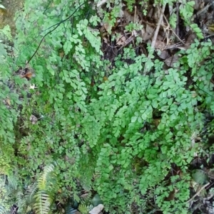 Adiantum aethiopicum at Jamberoo, NSW - suppressed