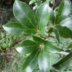 Cissus sterculifolia (Long-Leaf Water Vine) at Jamberoo, NSW - 1 Sep 2024 by plants