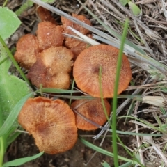 Laccaria sp. (Laccaria) at West Wodonga, VIC - 30 Aug 2024 by KylieWaldon