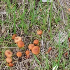 Laccaria sp. at West Wodonga, VIC - 31 Aug 2024 09:50 AM