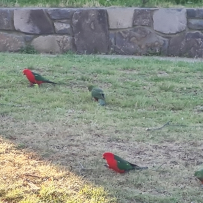 Alisterus scapularis (Australian King-Parrot) at Narrabundah, ACT - 1 Sep 2024 by Mike