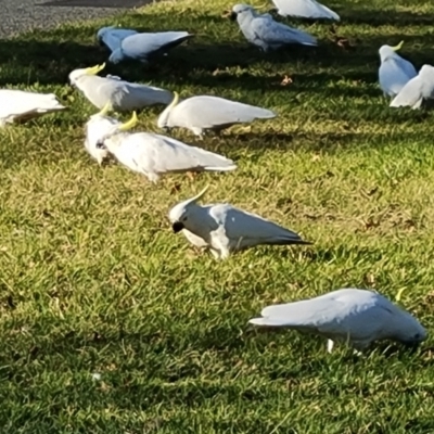 Cacatua galerita (Sulphur-crested Cockatoo) at Narrabundah, ACT - 1 Sep 2024 by Mike