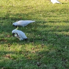 Cacatua galerita at Narrabundah, ACT - 1 Sep 2024 04:09 PM