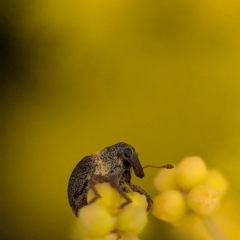 Unidentified Weevil (Curculionoidea) at Denman Prospect, ACT - 20 Aug 2024 by Miranda